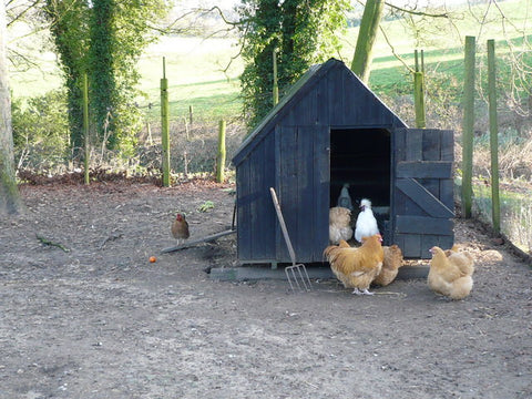 Coop of Chickens